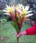 Cream L 45cm