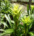 Emerald XL 50cm