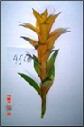 Marjan L 45cm