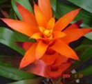 Orangeade L 45cm