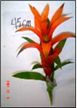Mandarin L 45cm