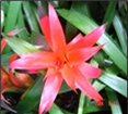Neon pink/red L 45cm