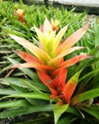 Peach L 45cm