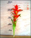 Fiesta L 45cm