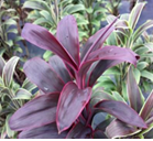 Maroon compacta L 60cm