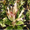Pink blush L 60cm
