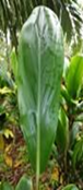 Green Ti leaf L 55-65cm
