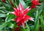 Scarlet/Maroon star L 45cm