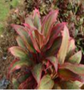 Pinky L 60cm
