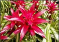 Purple star L 45cm