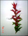Red rain L 45 cm