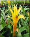 Sunny L 75cm 15cm Potted Plant