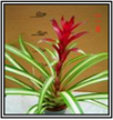 Amathyst R 70cm 15cm Potted Plant