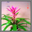 Gwendolyn R 65cm 15cm Potted Plant