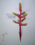 Etna XXXL 60cm