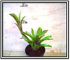 Fireball Mini  6cm Potted Plant