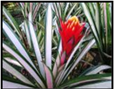 Torch variegata R 55cm 15cm Potted Plant