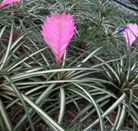 Cyanea variegated Regular
