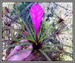 Cyanea Mini 6cm Potted Plant