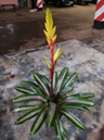 Delphi variegata W/B  12cm Potted Plant