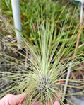 Filifolia Regular