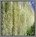 Usneoides fine green 100cm