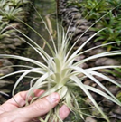 Gardneri Extra large