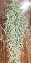 Usneoides long thick silver 100cm