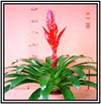 Poelmanii Barbara Single  15cm Potted Plant