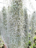 Usneoides white variety 60cm extra thick