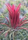 Ionantha fuego Quadruple