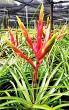 Inopinata R  15cm Potted Plant