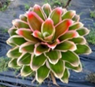 Maui R 30cm 15cm Potted Plant