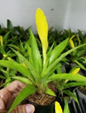 Ospinae L  15cm Potted Plant