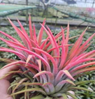 Ionantha rubra Double