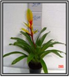 Tawi Mini  6cm Potted Plant