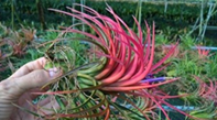 Ionantha victoria Regular