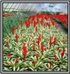 Whiteline Single  15cm Potted Plant